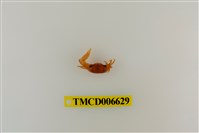 藏品(乳白南方招潮蟹)的圖片